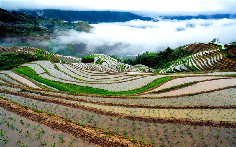 Longsheng rice terraces.jpg