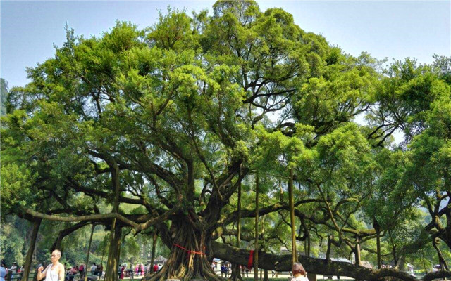 big banyon tree