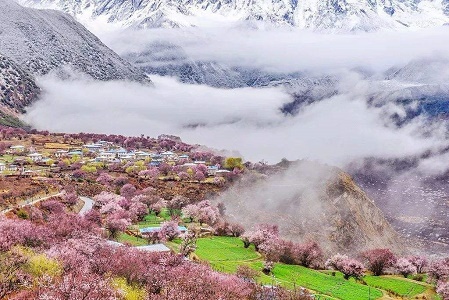 Spring in Lhasa.jpg