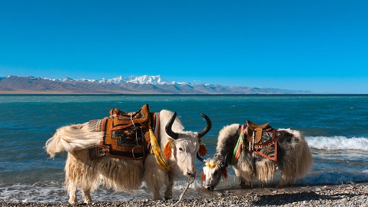 Namtso Lake's yak.jpg