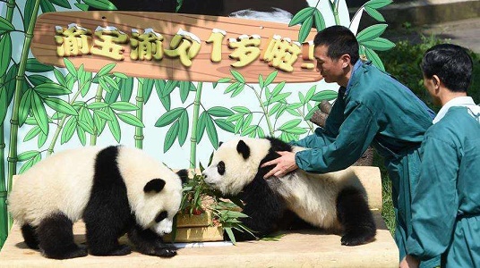 Celebrate panda's birthday.jpg