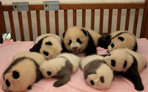 Seven pandas in Sunshine Delivery House for Giant Panda.jpg
