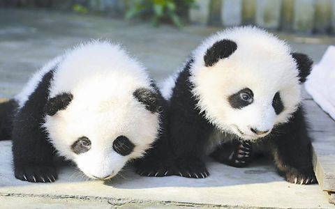 Why not be a panda keeper in Dujiangyan Panda Base?