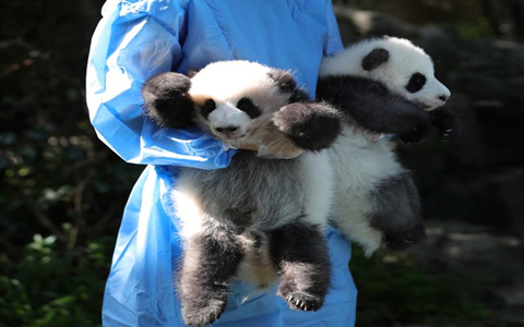 Baby pandas.jpg