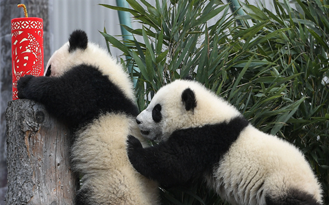 Wolong Shenshuping Panda Reserve.jpg