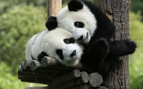 Panda & Panda Habitats