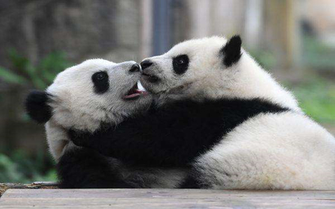 Chengdu Giant Panda Breeding and Research Center  