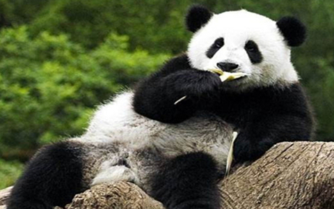Big News of Chengdu Panda Base in Chinese New Year!!!!!!