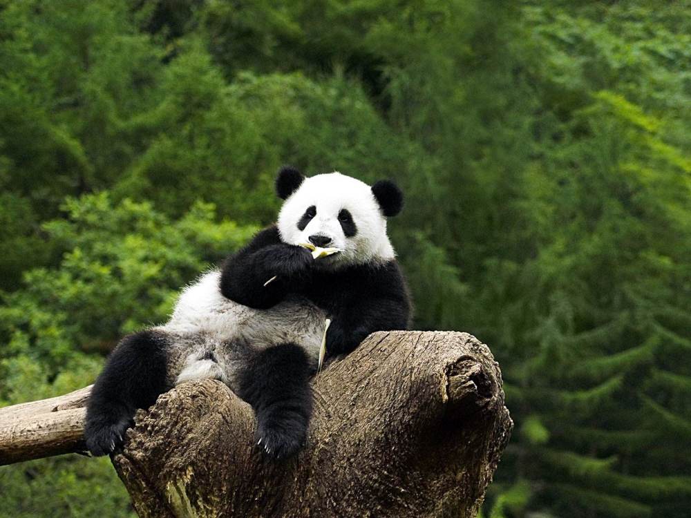 Lovely Panda