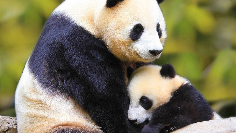 Mom and Baby Pandas