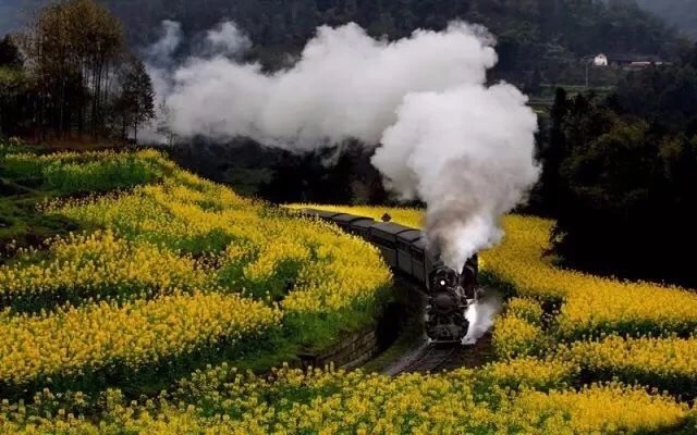 Leshan Jiayang Narrow Gauge Train(Lesser Steam Train)