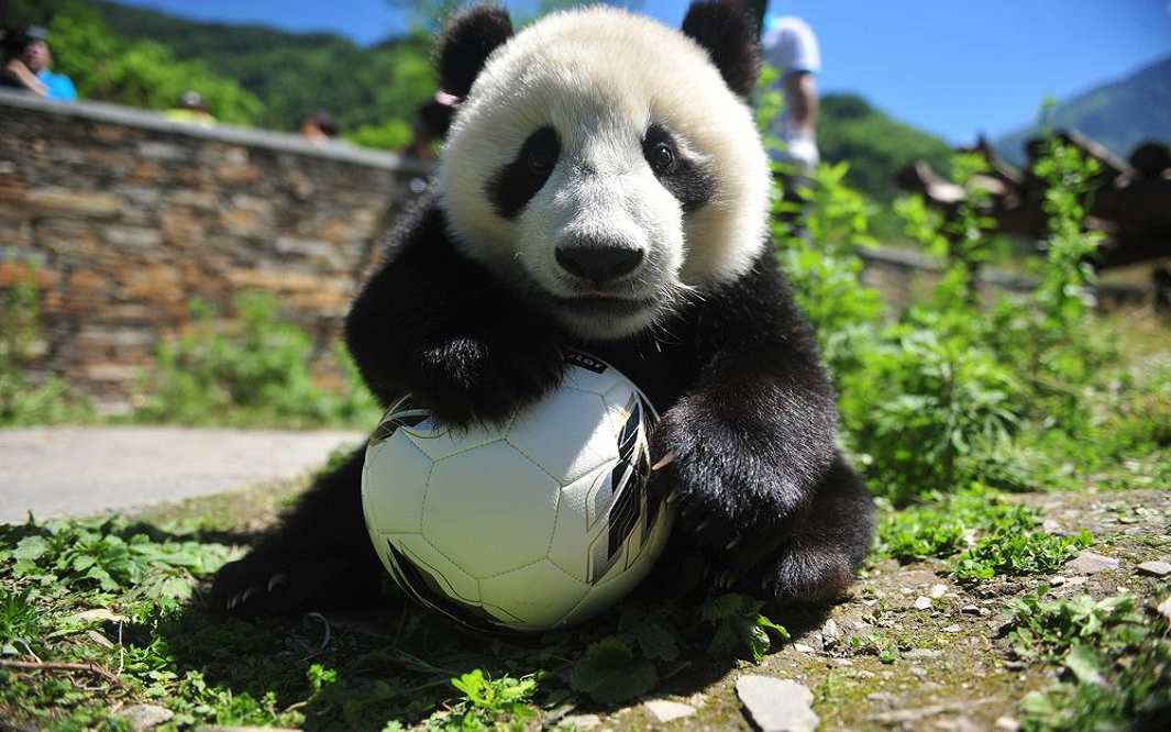 Wolong Shenshuping Panda