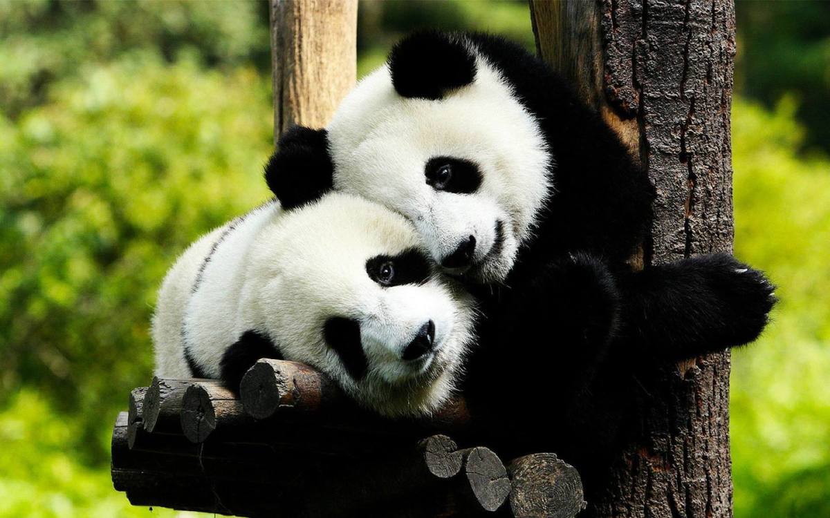 Panda Mom and Baby
