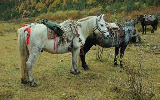 5 Days Songpan Horse-Trekking tour