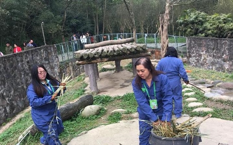 Panda Keeper Experience at Dujiangyan Panda Base(Group Tour)