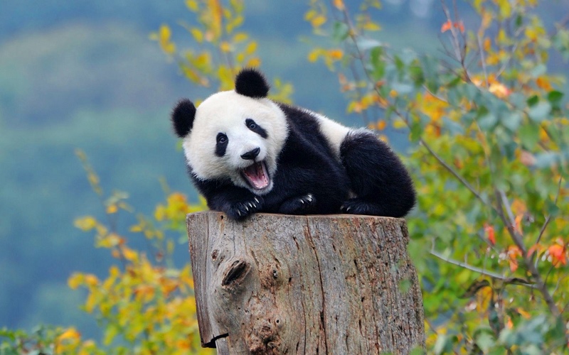 Chengdu Panda Base & Leshan Buddha 1 Day Private Tour