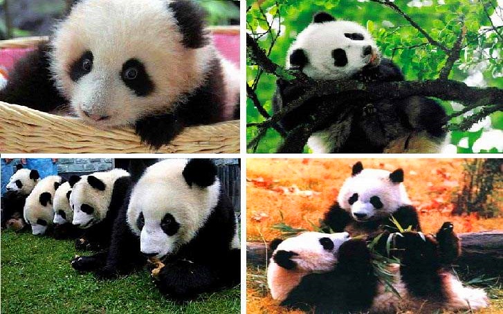 2 Days Ya'an Bifengxia Panda Volunteer Tour