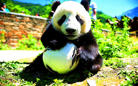 1 Day Wolong Panda Nature Reserve Tour
