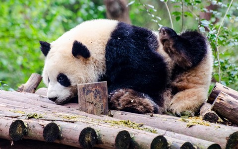 Chengdu panda base half day tour