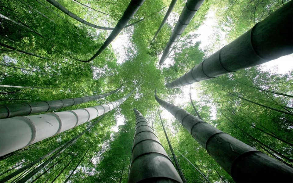 Shunan Bamboo Forests